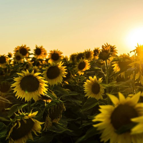 marko-blazevic-GFFGe2eGmiM-unsplash